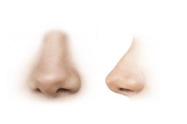 human nose reference images